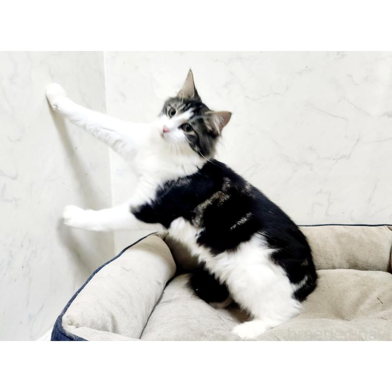 販売中の北海道のノルウェージャンフォレストキャット-132669の3枚目