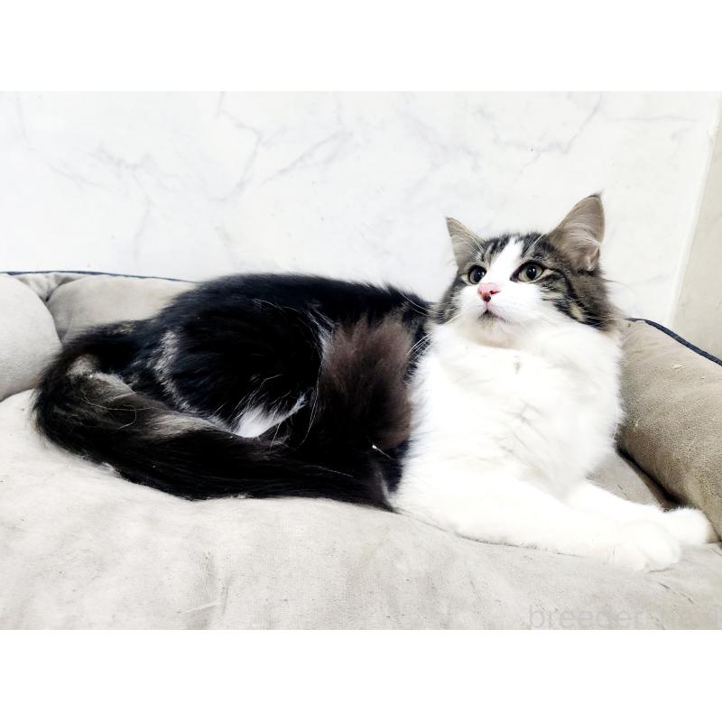 販売中の北海道のノルウェージャンフォレストキャット-132669の2枚目
