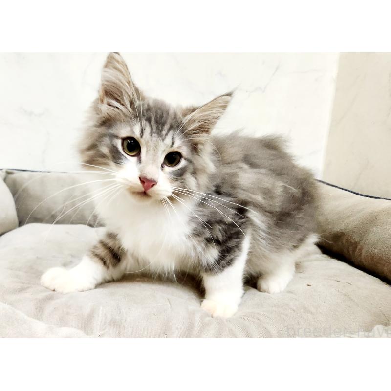 販売中の北海道のノルウェージャンフォレストキャット-132670の9枚目