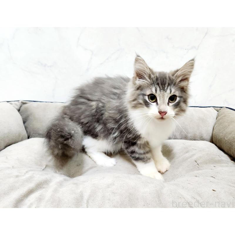 販売中の北海道のノルウェージャンフォレストキャット-132670の8枚目