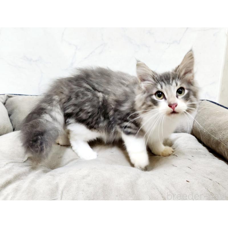 販売中の北海道のノルウェージャンフォレストキャット-132670の7枚目