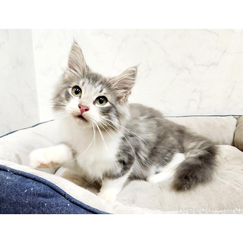 販売中の北海道のノルウェージャンフォレストキャット-132670の6枚目