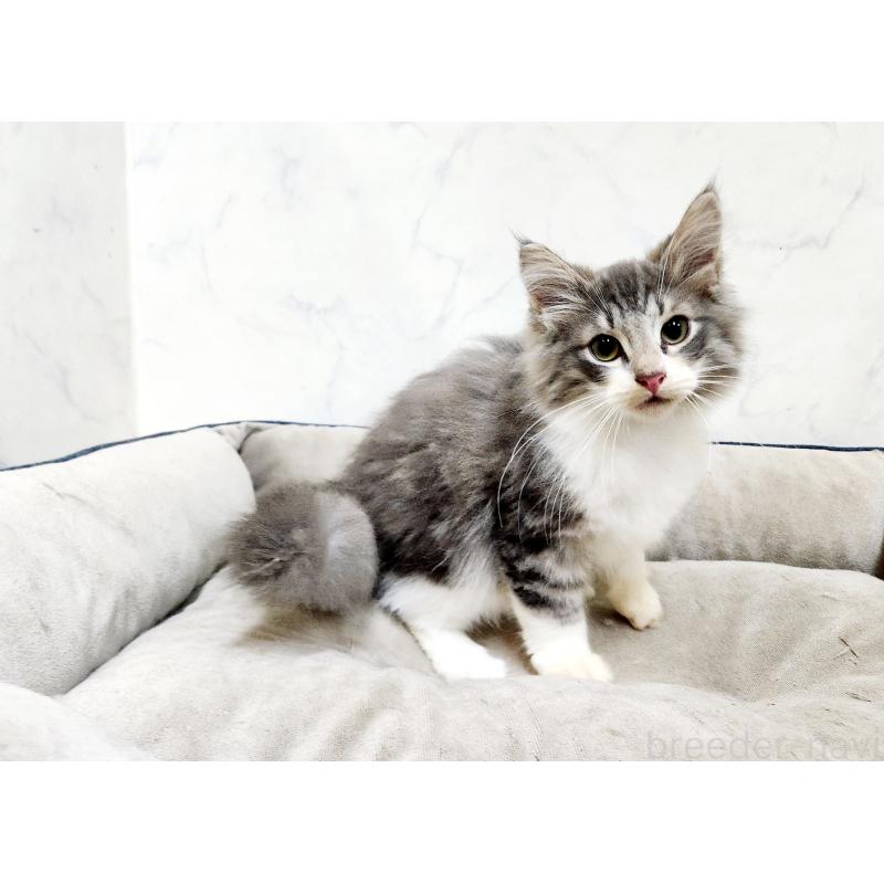 販売中の北海道のノルウェージャンフォレストキャット-132670の5枚目