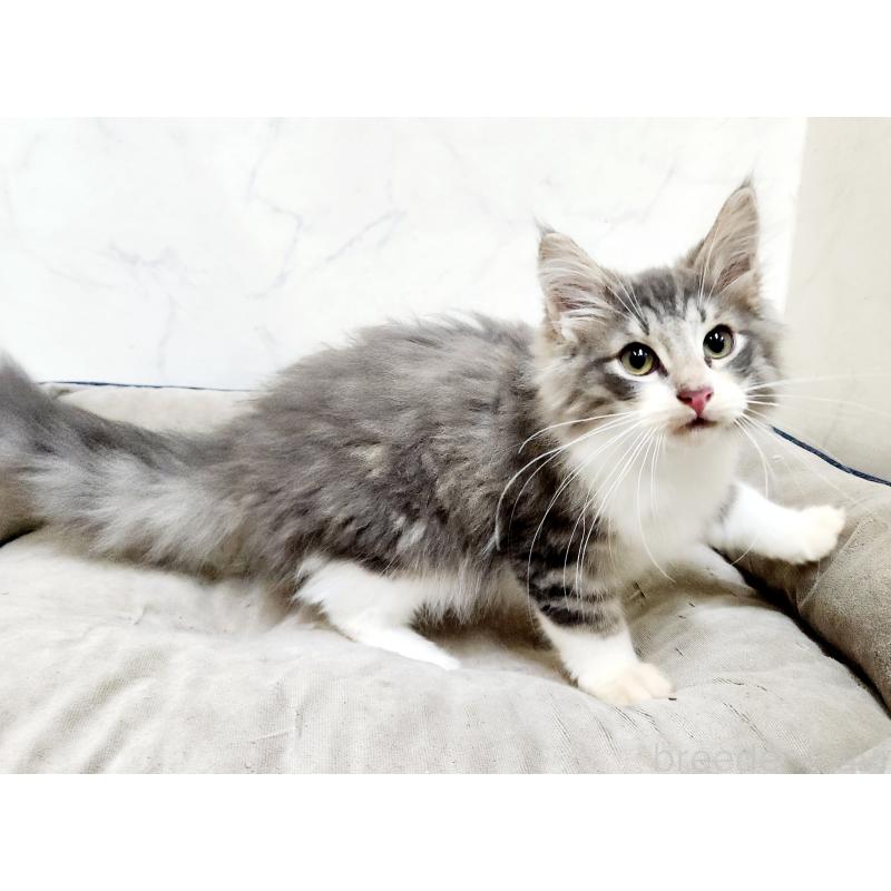 販売中の北海道のノルウェージャンフォレストキャット-132670の4枚目