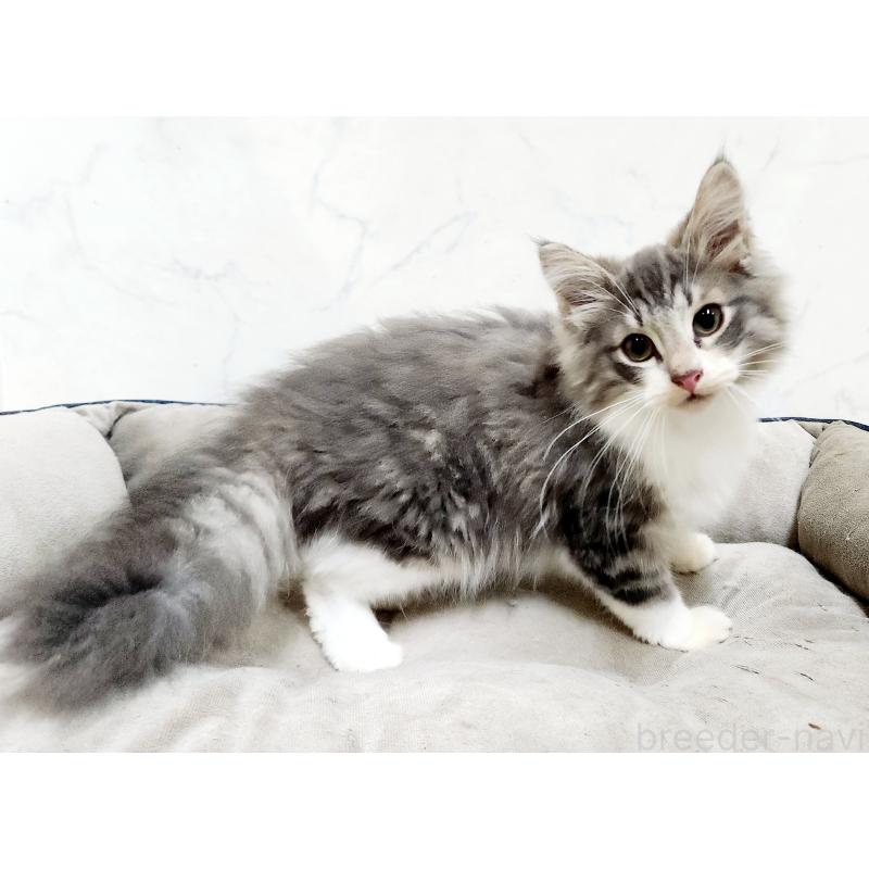 販売中の北海道のノルウェージャンフォレストキャット-132670の3枚目