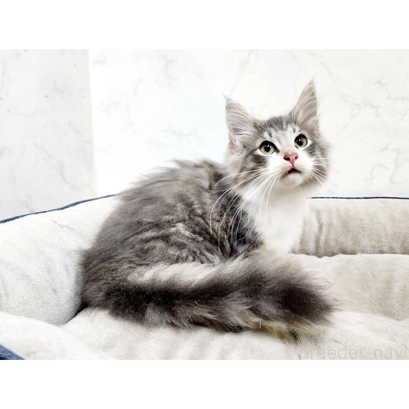 販売中の北海道のノルウェージャンフォレストキャット-132670の2枚目