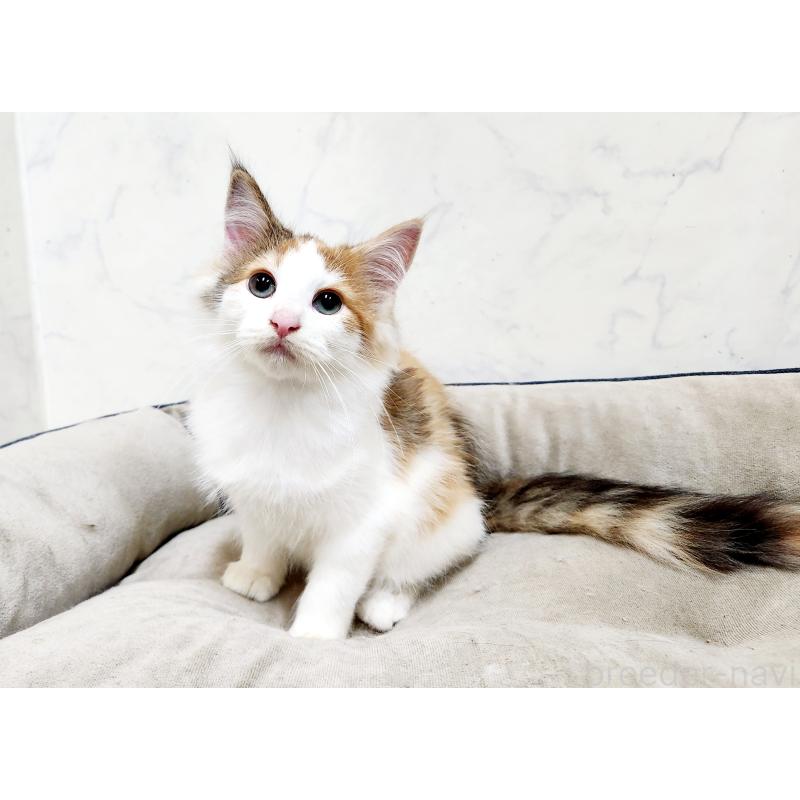 販売中の北海道のノルウェージャンフォレストキャット-132671の8枚目