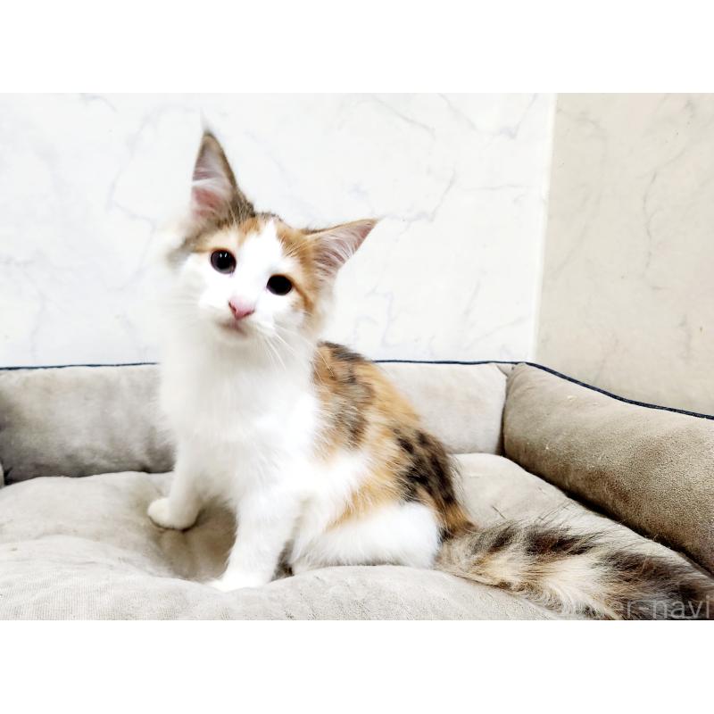 販売中の北海道のノルウェージャンフォレストキャット-132671の7枚目