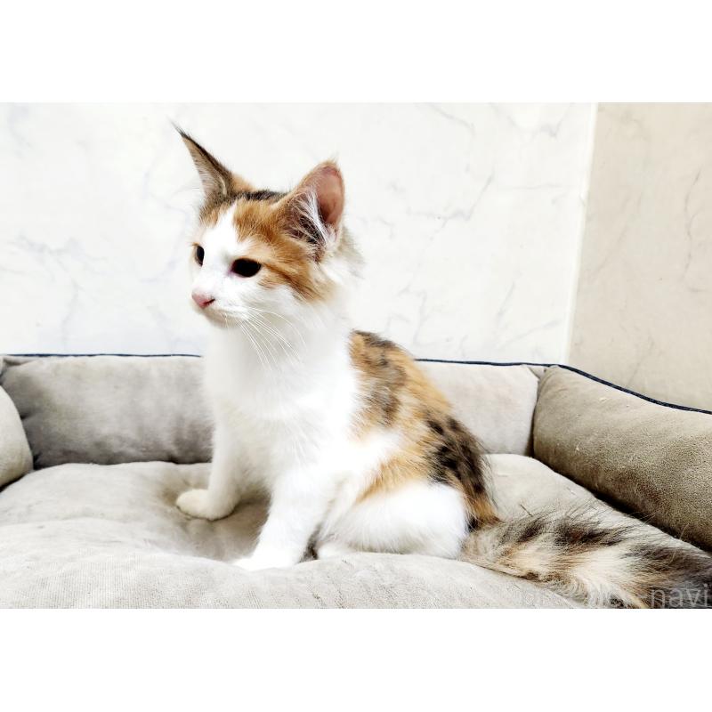 販売中の北海道のノルウェージャンフォレストキャット-132671の5枚目