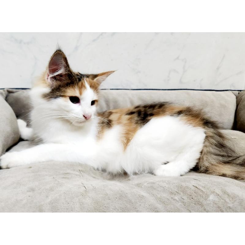 販売中の北海道のノルウェージャンフォレストキャット-132671の4枚目