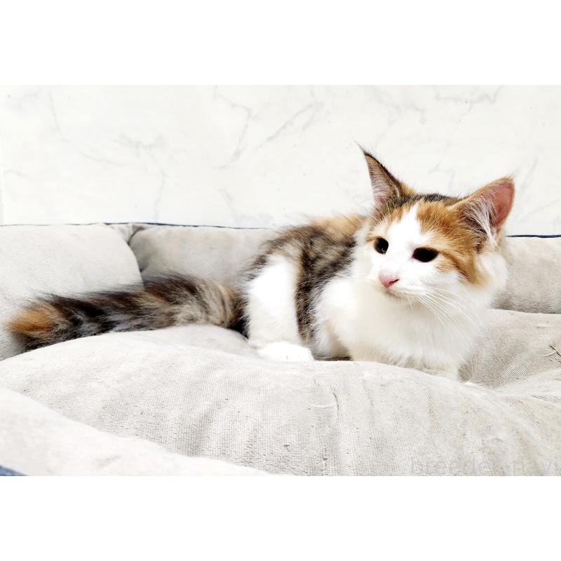 販売中の北海道のノルウェージャンフォレストキャット-132671の3枚目