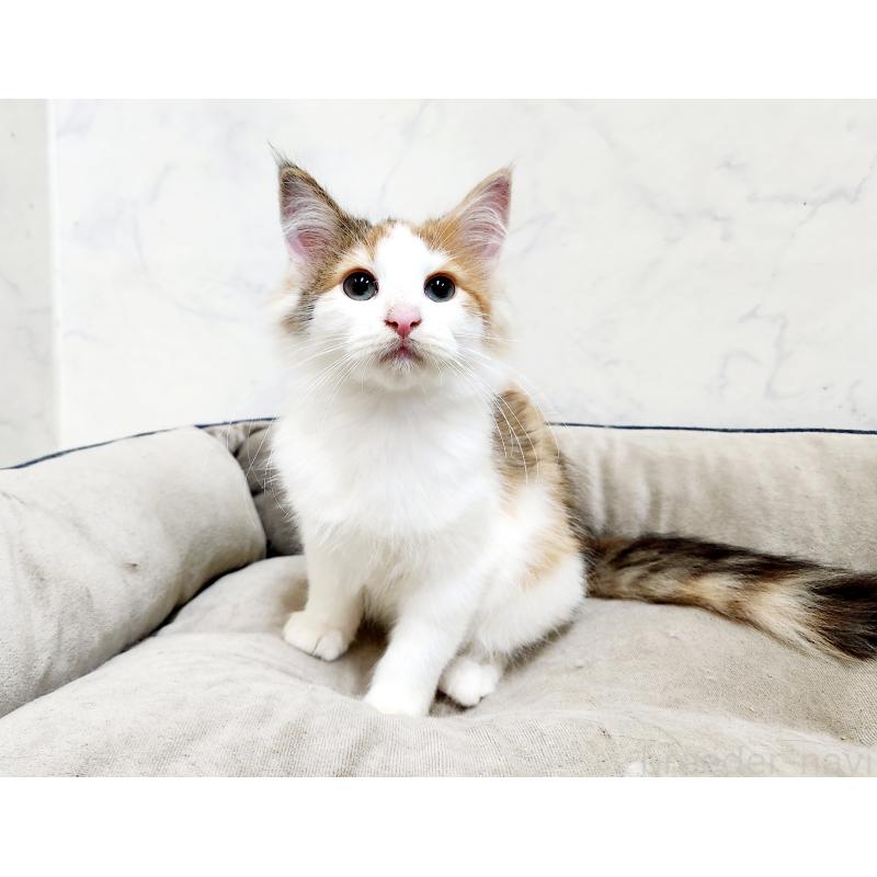 販売中の北海道のノルウェージャンフォレストキャット-132671の2枚目