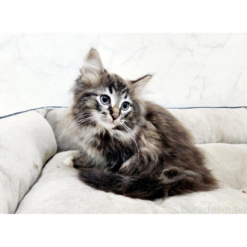 販売中の北海道のノルウェージャンフォレストキャット-132672の9枚目