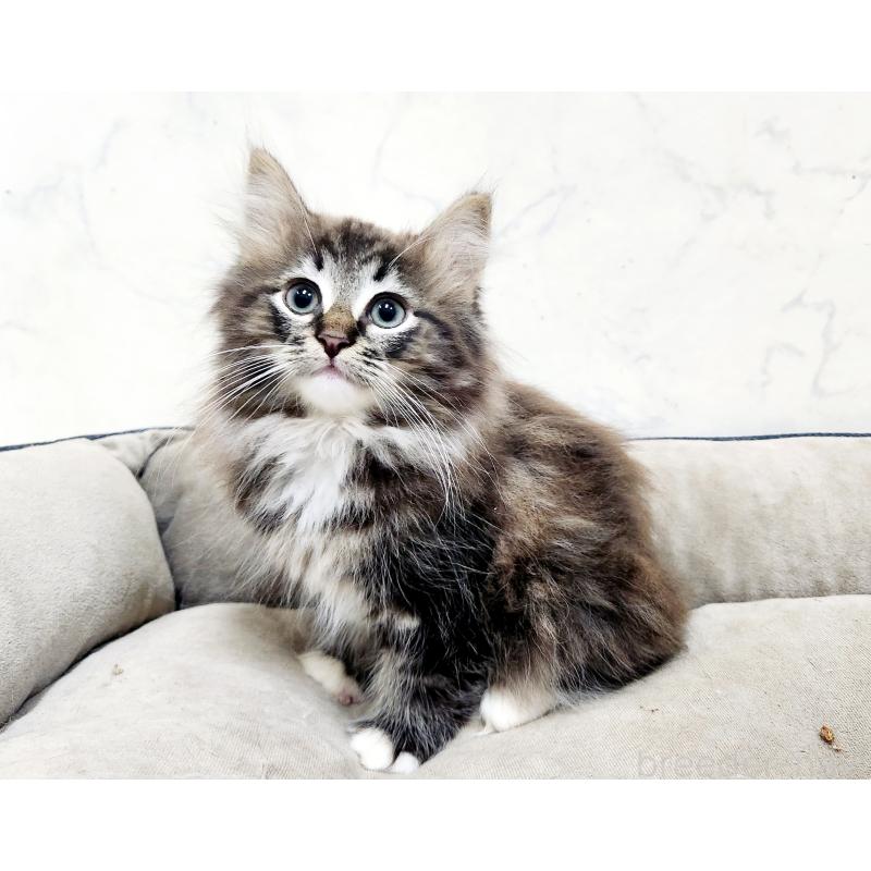 販売中の北海道のノルウェージャンフォレストキャット-132672の8枚目