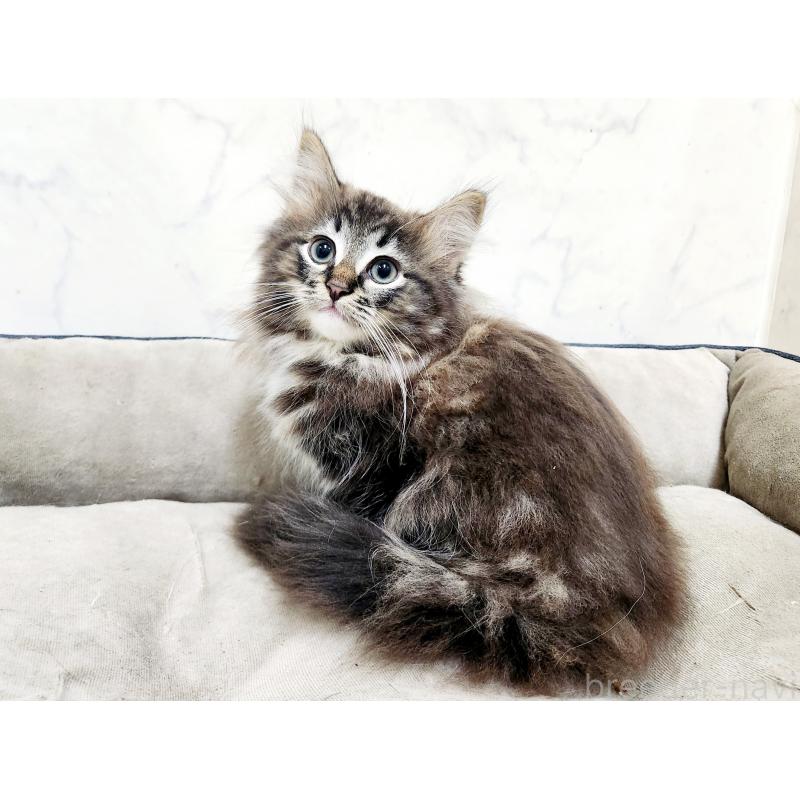 販売中の北海道のノルウェージャンフォレストキャット-132672の7枚目