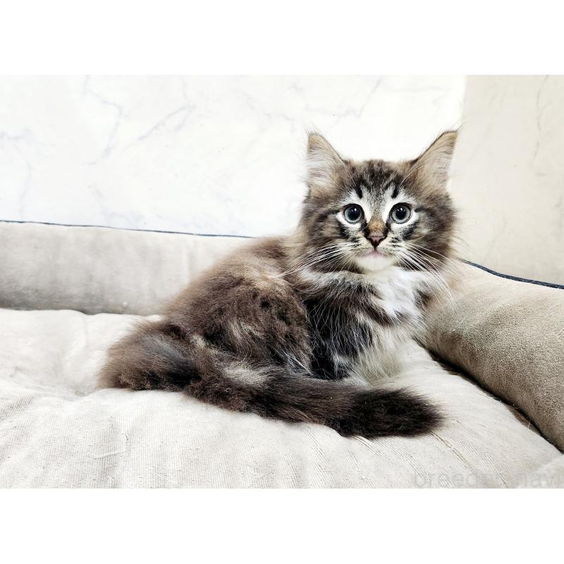 販売中の北海道のノルウェージャンフォレストキャット-132672の6枚目