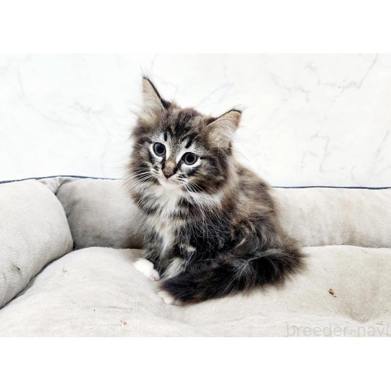 販売中の北海道のノルウェージャンフォレストキャット-132672の5枚目