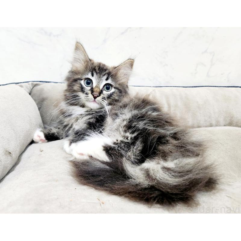 販売中の北海道のノルウェージャンフォレストキャット-132672の4枚目