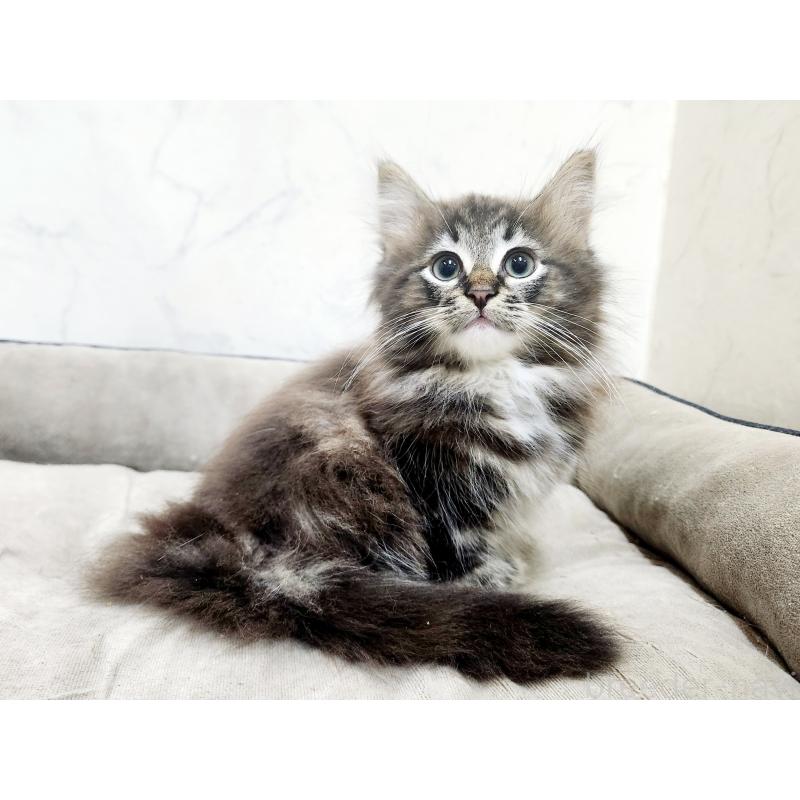 販売中の北海道のノルウェージャンフォレストキャット-132672の3枚目