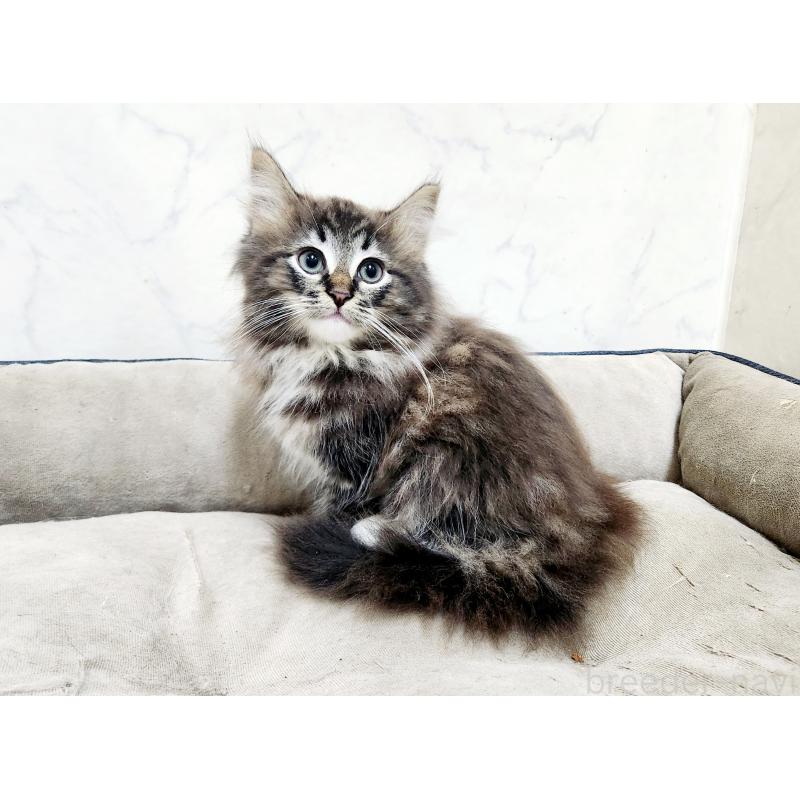 販売中の北海道のノルウェージャンフォレストキャット-132672の2枚目