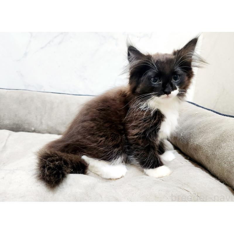 販売中の北海道のノルウェージャンフォレストキャット-132673の9枚目