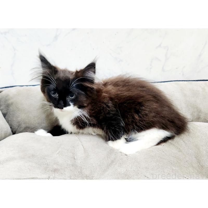 販売中の北海道のノルウェージャンフォレストキャット-132673の8枚目