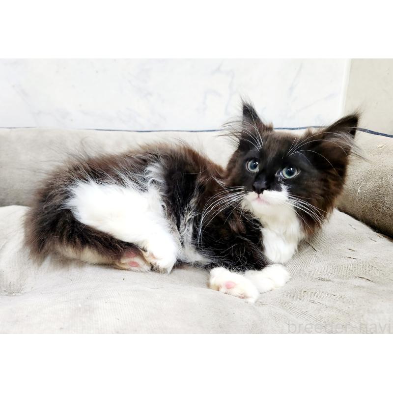 販売中の北海道のノルウェージャンフォレストキャット-132673の7枚目