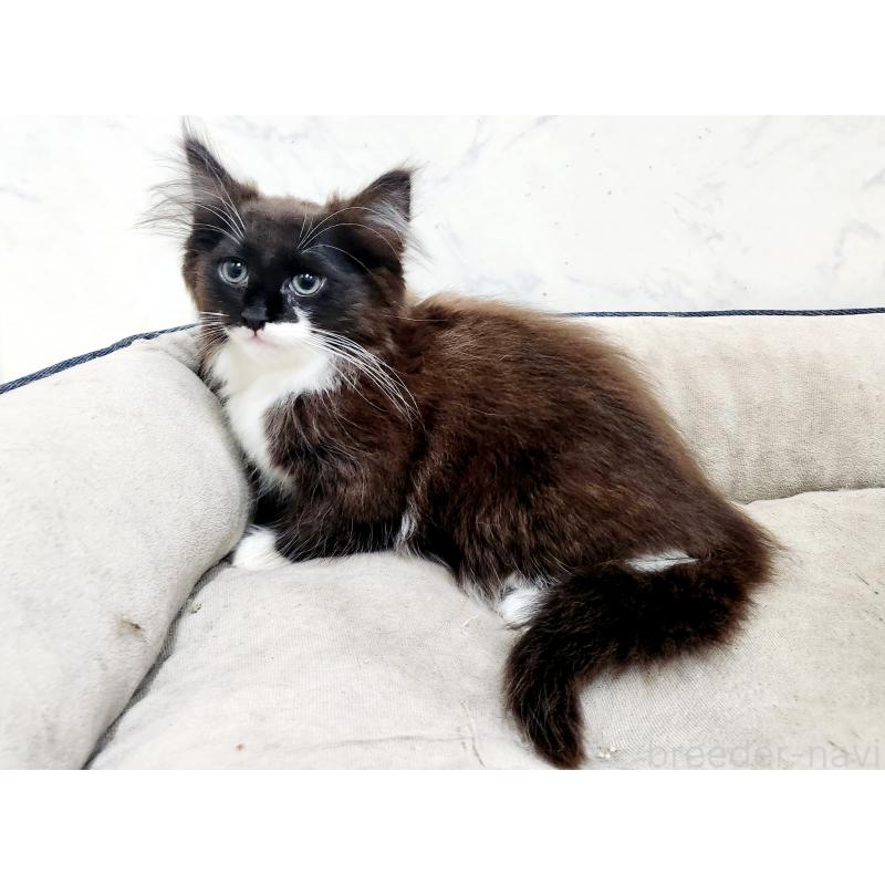 販売中の北海道のノルウェージャンフォレストキャット-132673の6枚目