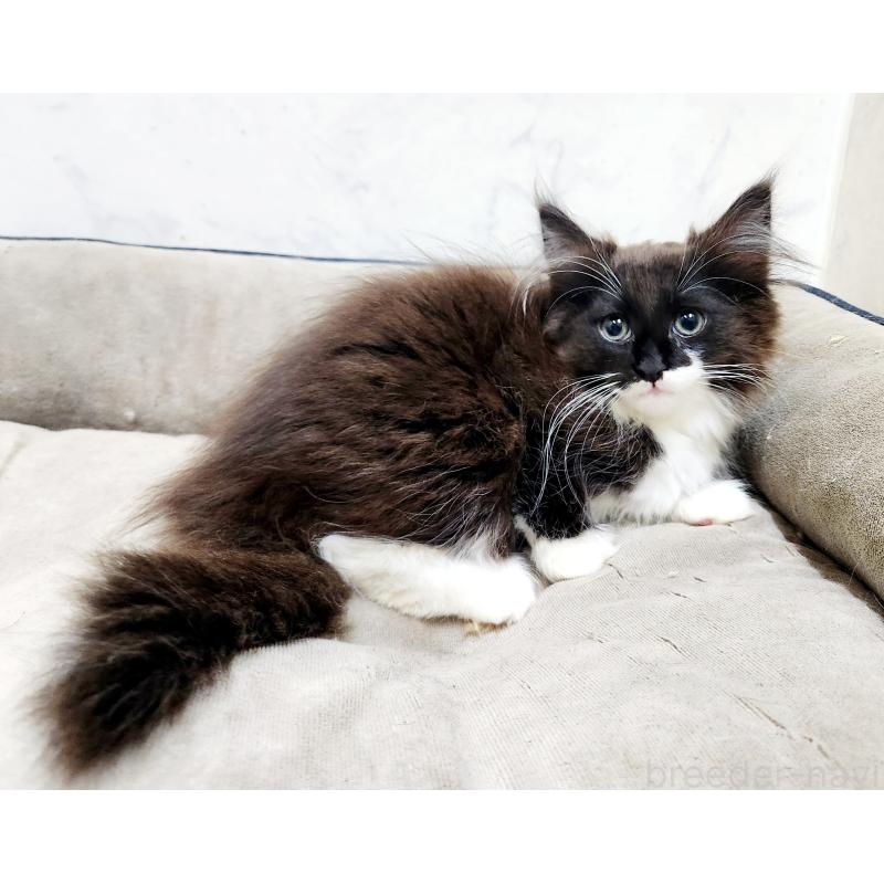販売中の北海道のノルウェージャンフォレストキャット-132673の5枚目