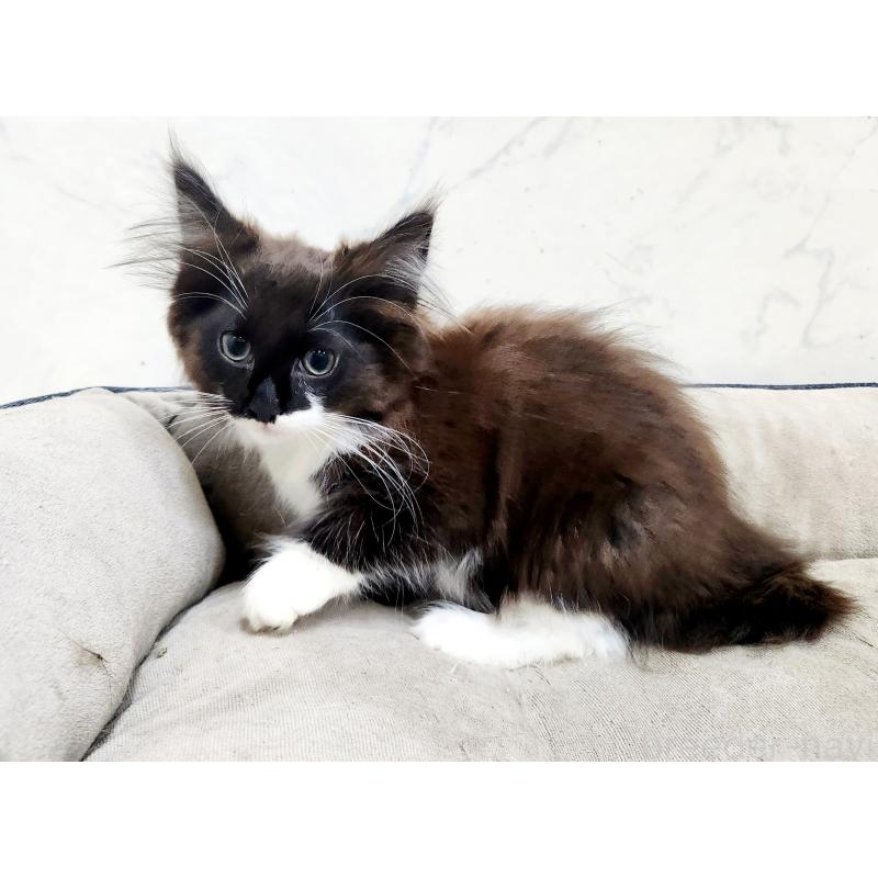 販売中の北海道のノルウェージャンフォレストキャット-132673の4枚目