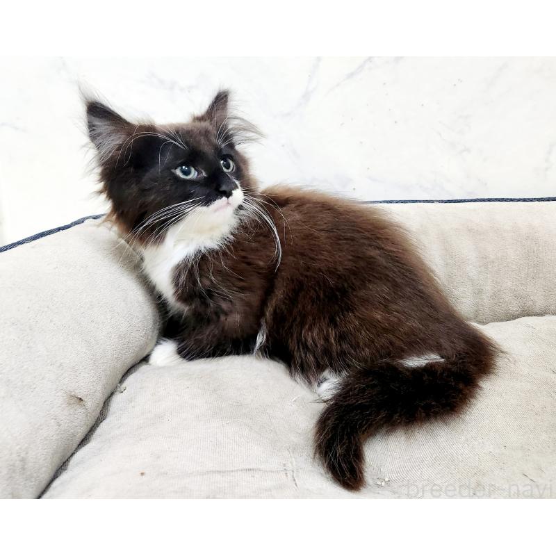 販売中の北海道のノルウェージャンフォレストキャット-132673の3枚目