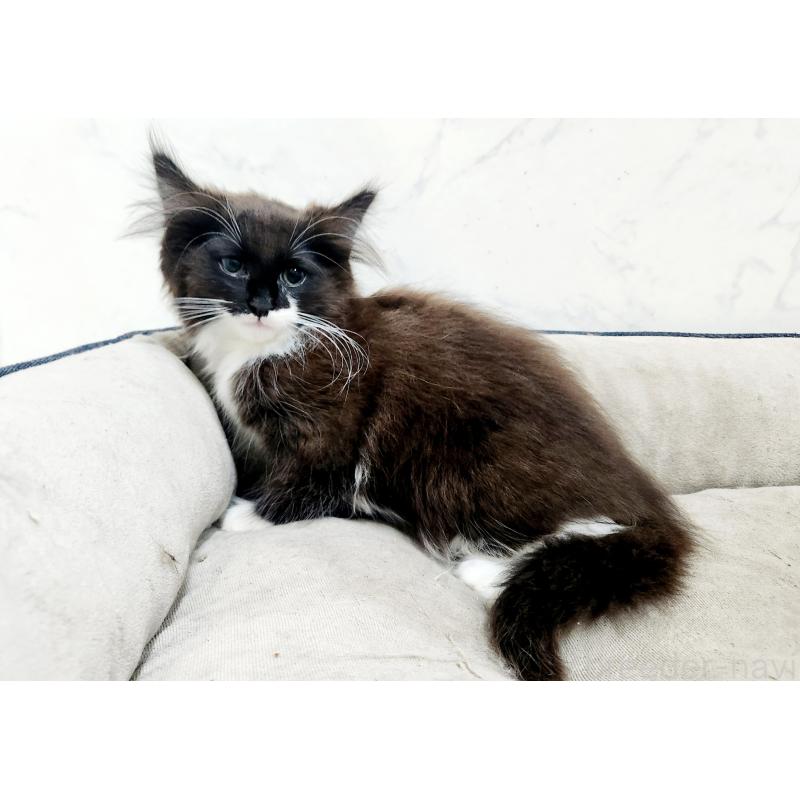 販売中の北海道のノルウェージャンフォレストキャット-132673の2枚目