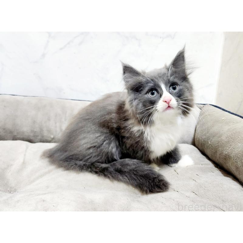 販売中の北海道のノルウェージャンフォレストキャット-132674の9枚目