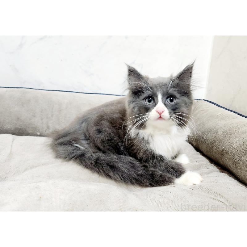 販売中の北海道のノルウェージャンフォレストキャット-132674の7枚目