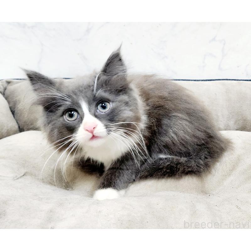 販売中の北海道のノルウェージャンフォレストキャット-132674の6枚目