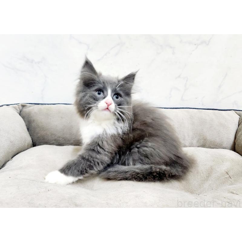 販売中の北海道のノルウェージャンフォレストキャット-132674の5枚目