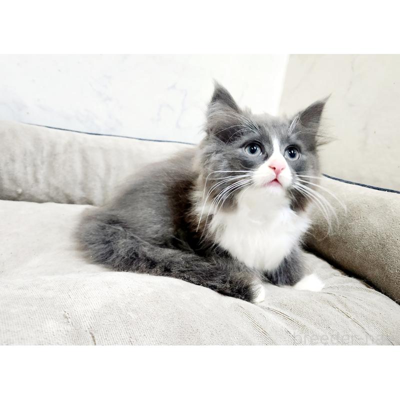 販売中の北海道のノルウェージャンフォレストキャット-132674の4枚目