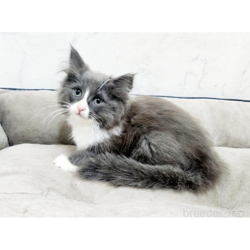 販売中の北海道のノルウェージャンフォレストキャット-132674の3枚目