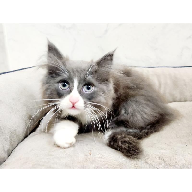 販売中の北海道のノルウェージャンフォレストキャット-132674の2枚目