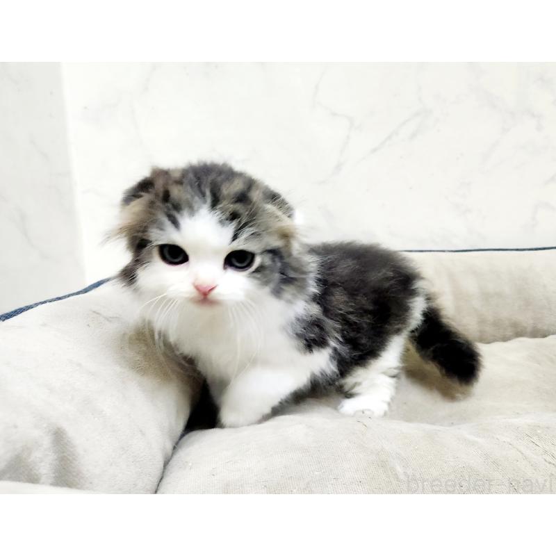 販売中の北海道のスコティッシュフォールド-132675の10枚目