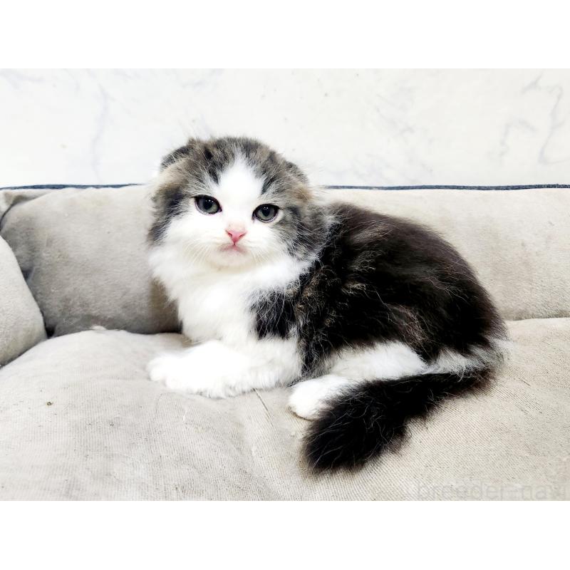 販売中の北海道のスコティッシュフォールド-132675の9枚目