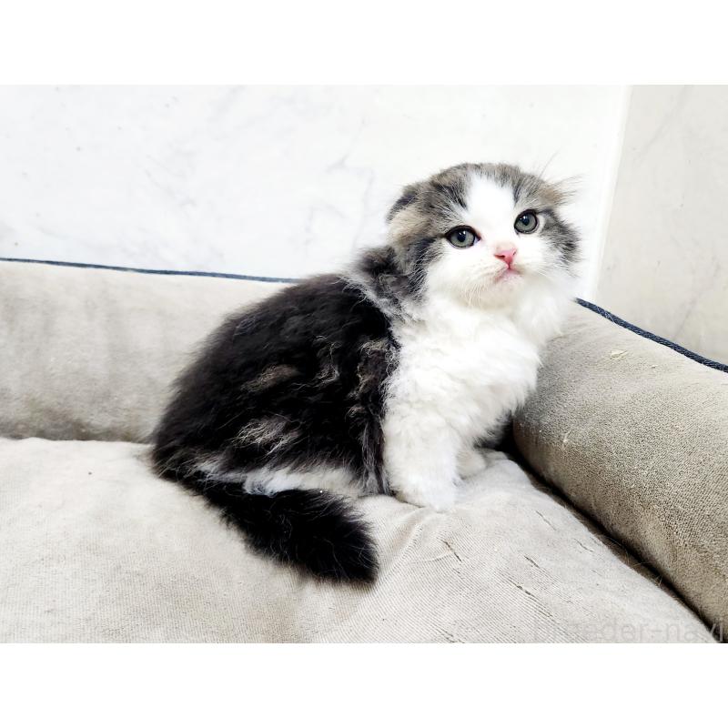 販売中の北海道のスコティッシュフォールド-132675の8枚目