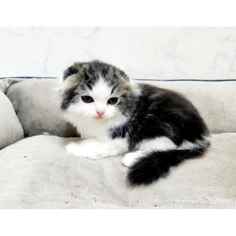 販売中の北海道のスコティッシュフォールド-132675の7枚目