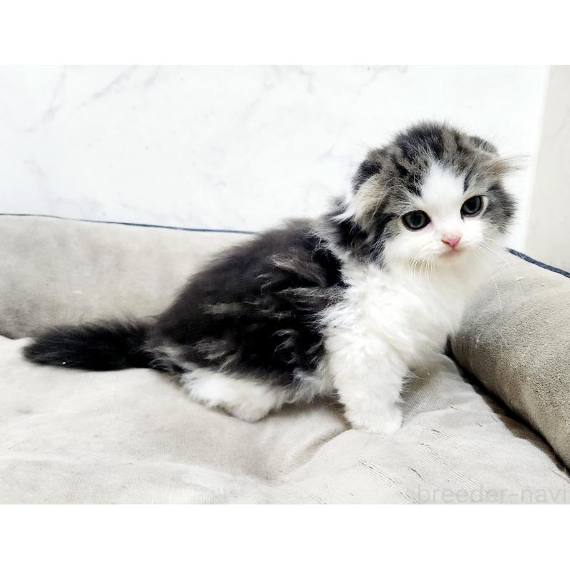 販売中の北海道のスコティッシュフォールド-132675の6枚目