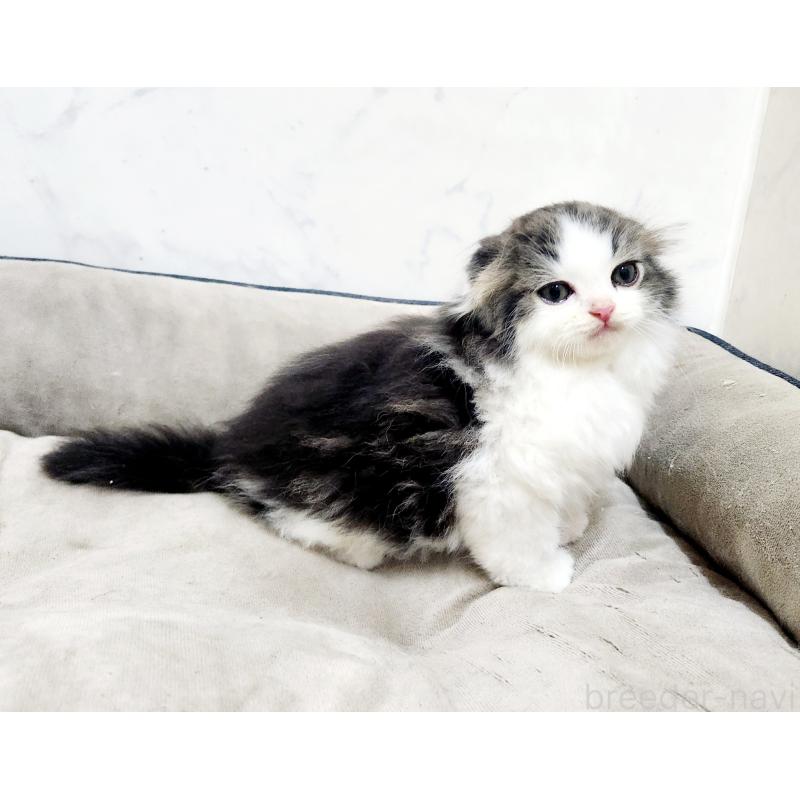 販売中の北海道のスコティッシュフォールド-132675の5枚目