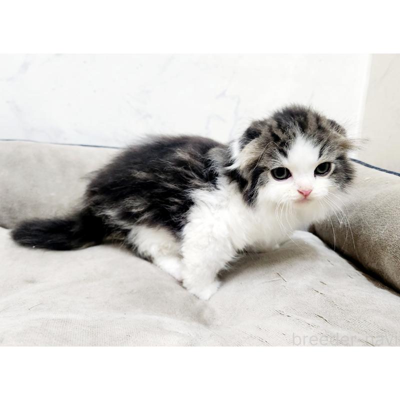 販売中の北海道のスコティッシュフォールド-132675の4枚目