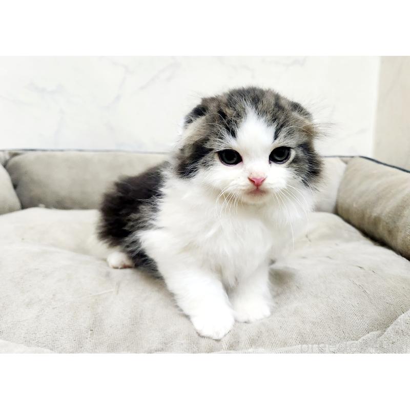 販売中の北海道のスコティッシュフォールド-132675の3枚目