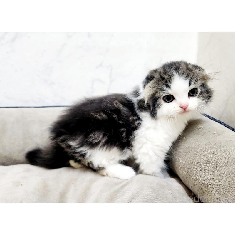 販売中の北海道のスコティッシュフォールド-132675の2枚目