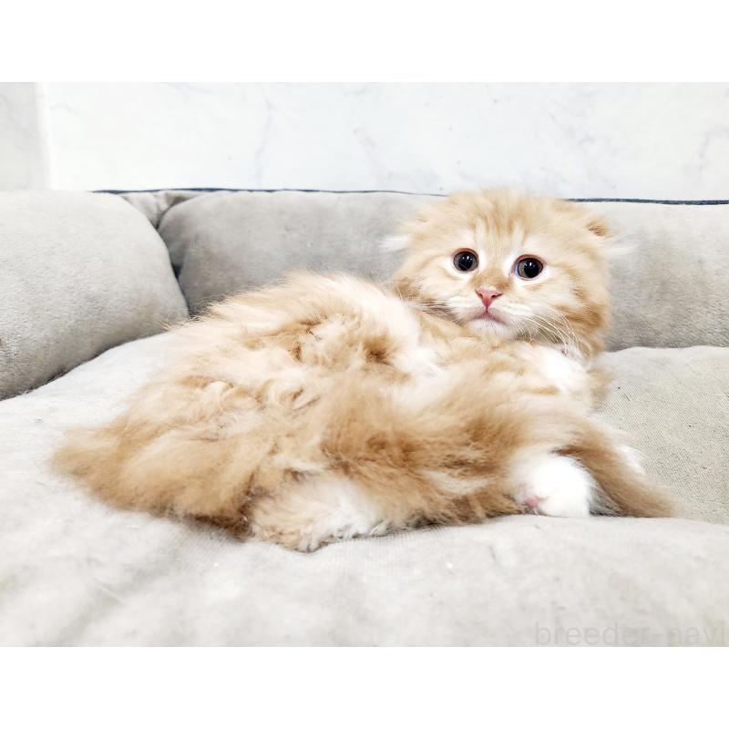 販売中の北海道のスコティッシュフォールド-132677の9枚目