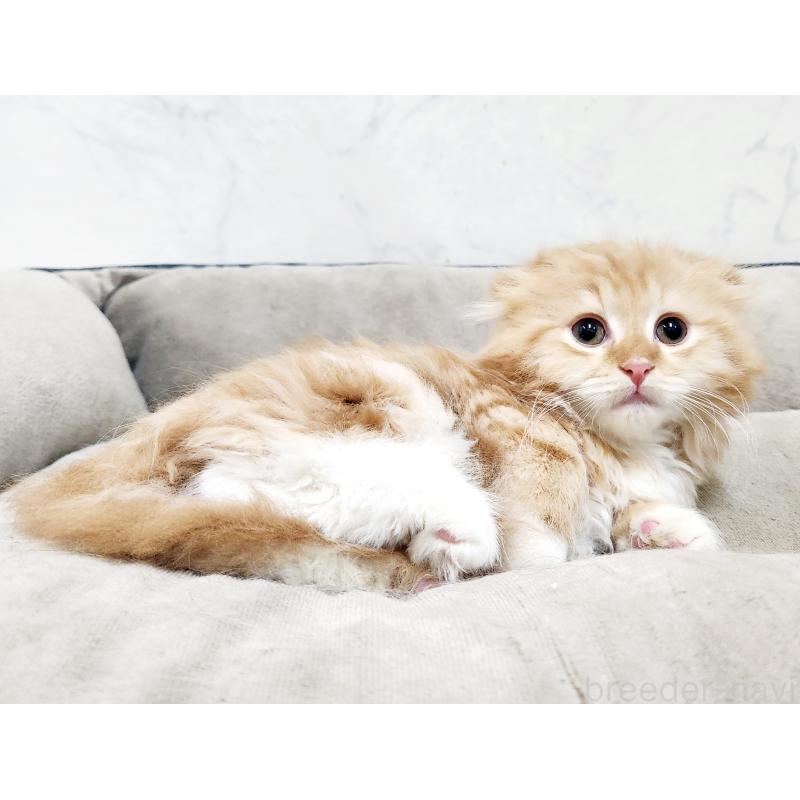 販売中の北海道のスコティッシュフォールド-132677の6枚目